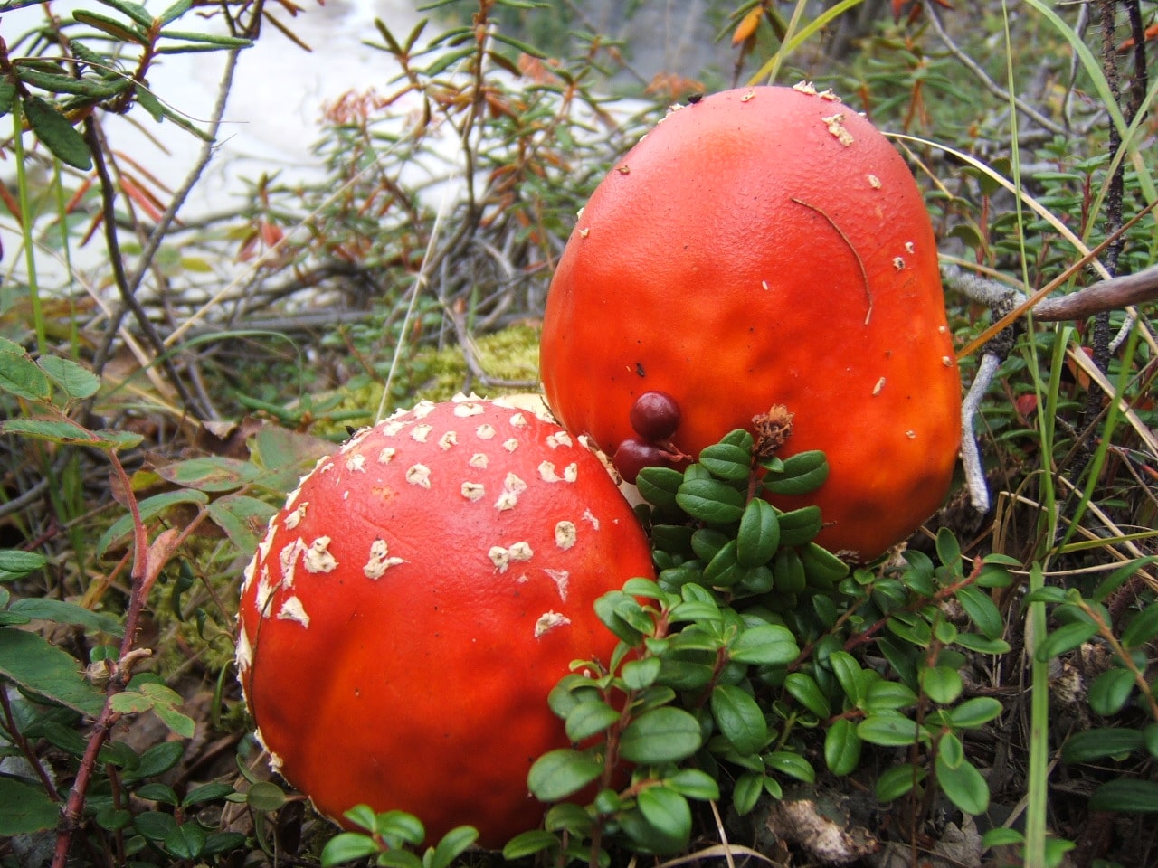 red poisonous mushroom